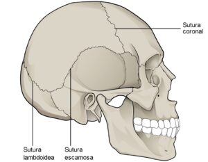 hueso del cráneo dibujo