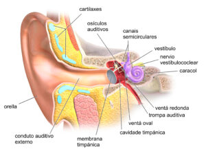 anatomía del tímpano