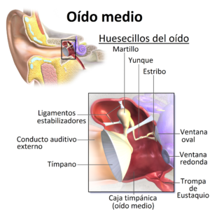 trompa de eustaquio qué es y función